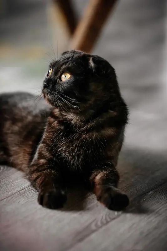 世界上最长寿的猫竟然30岁啦！英国的短毛玳瑁猫佛洛西（Flossie）在上月29