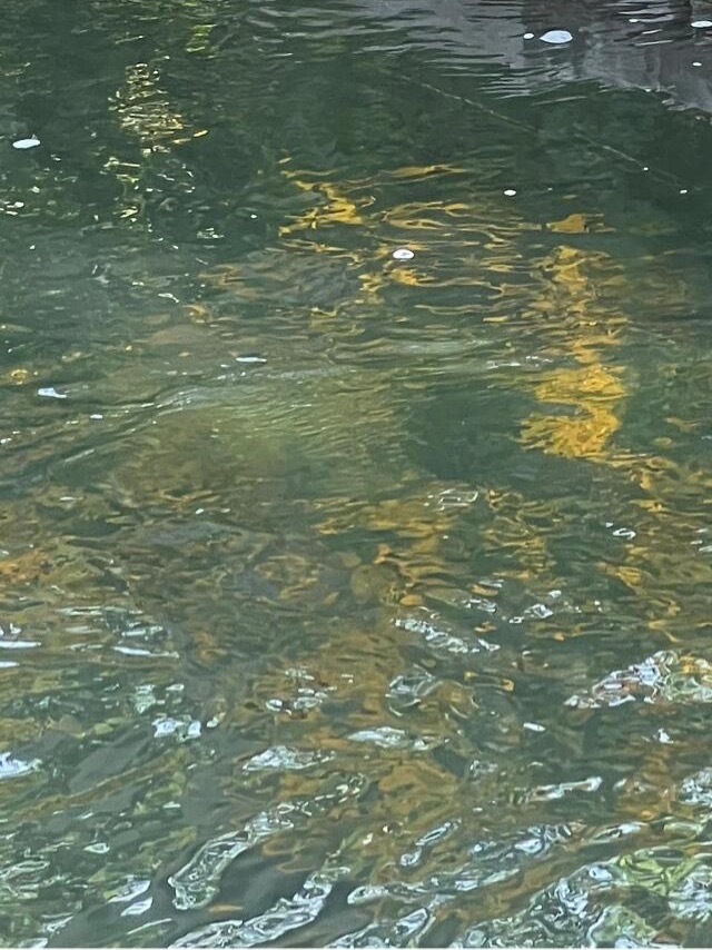 1300见过花开就好了，何必在意花落谁家，又何必在意为谁而开，至少有一刻你闻到了