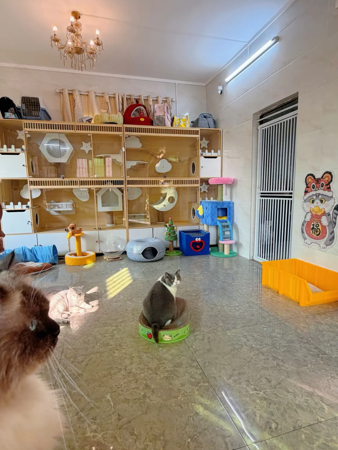 猫咪寄养、暑假500🈷️