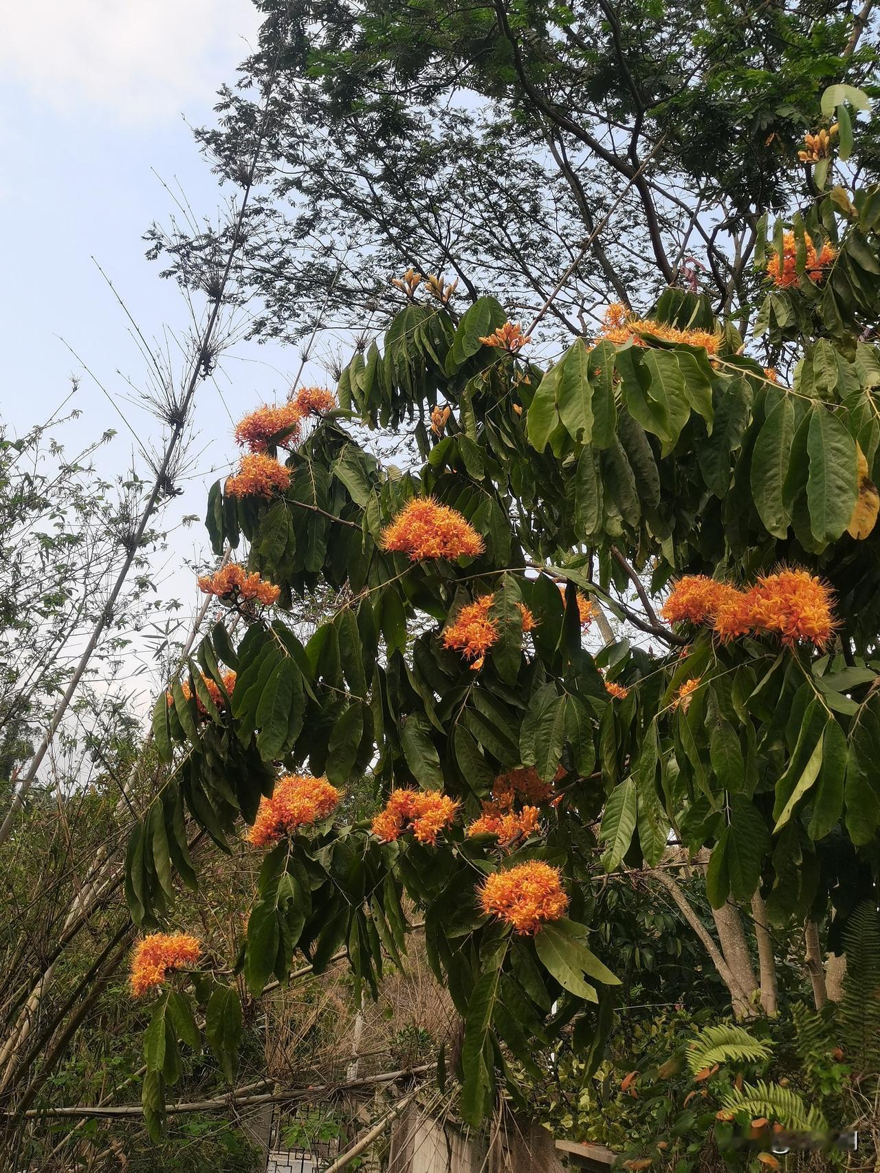 七律·生死悟
岁序飘忽似逝川，
荣枯生死本天然。
花开花落随朝暮，
云聚云消散晓