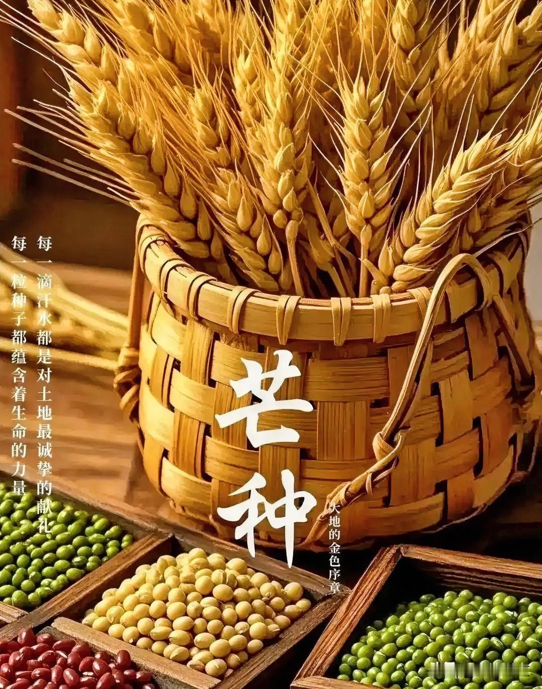 芒种至，耕耘皆有回响，努力终有回甘
 



老一辈人常说，一年的希望，都藏在芒