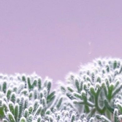 白皮月界（Sarcocaulon peniculinum）- 光照：全日照，强光