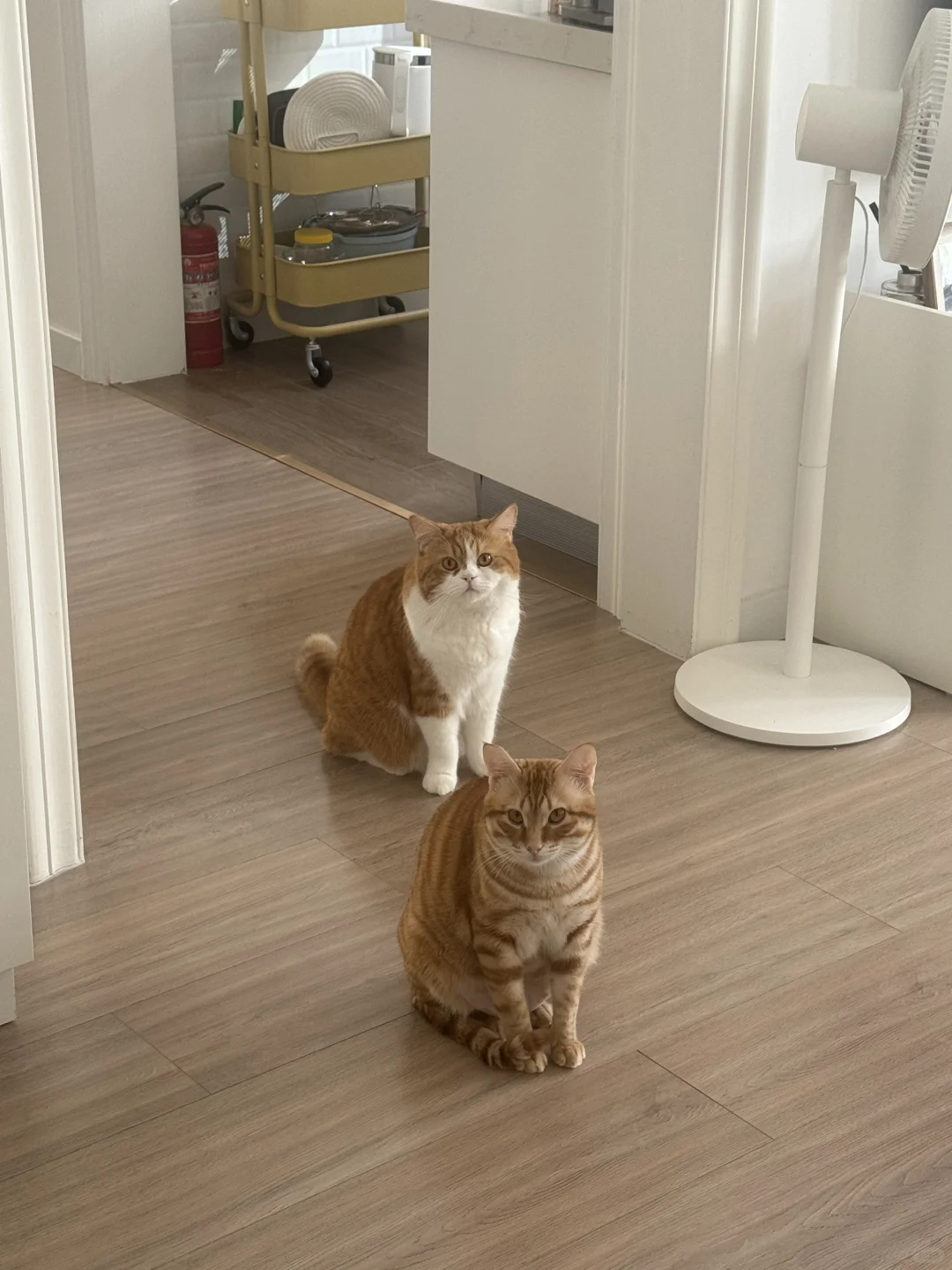 拜拜呀宝宝们 妈妈去当狗了