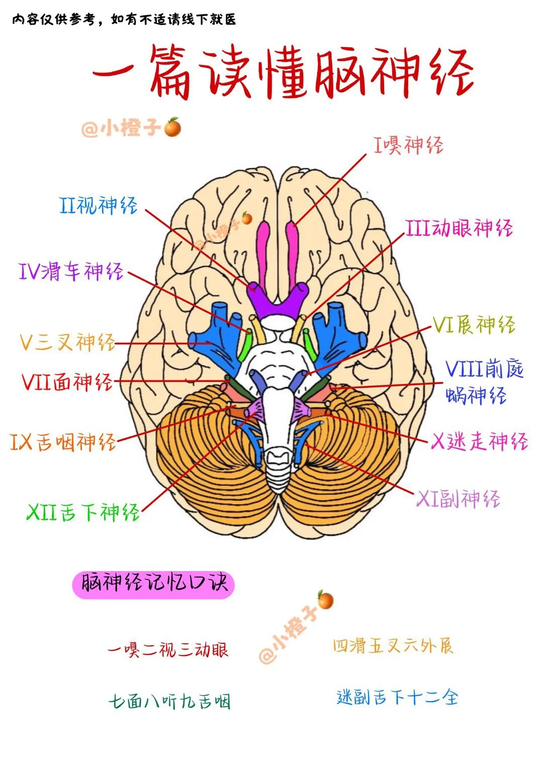 📖一篇读懂脑🧠神经｜考试总会用到✅