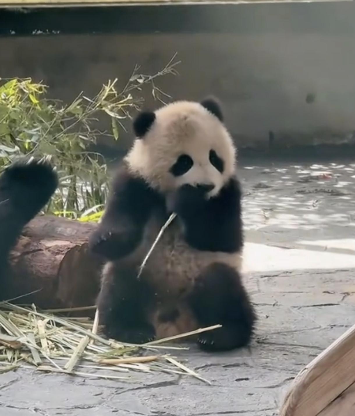大熊猫为什么会获得人类的宠爱。
看下面图片就知道了，
这不就是个小孩吗？