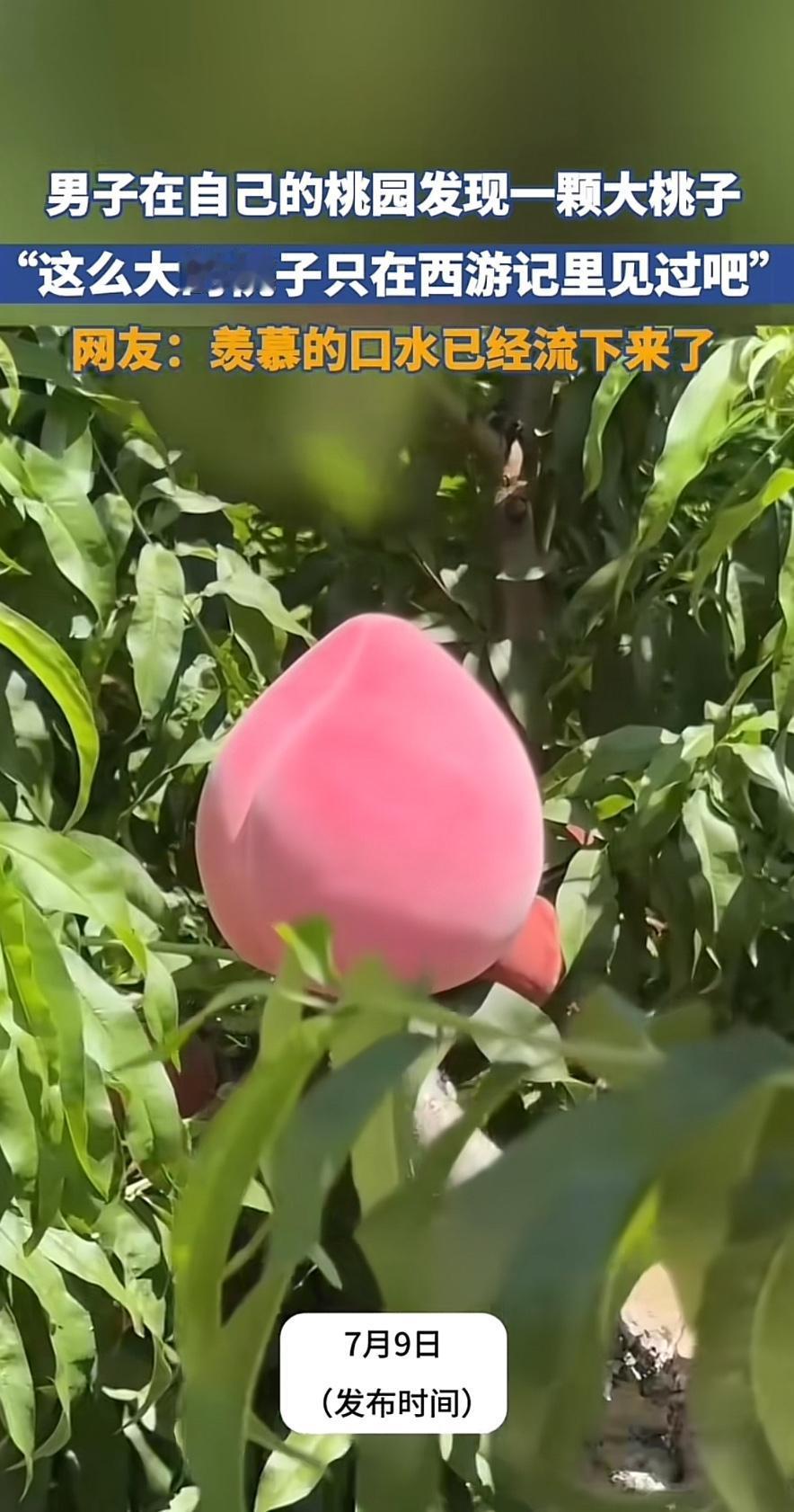 男子在自己的桃园发现了一颗蟠桃！

这么大的桃子只在西游记里见过吧。

网友表示