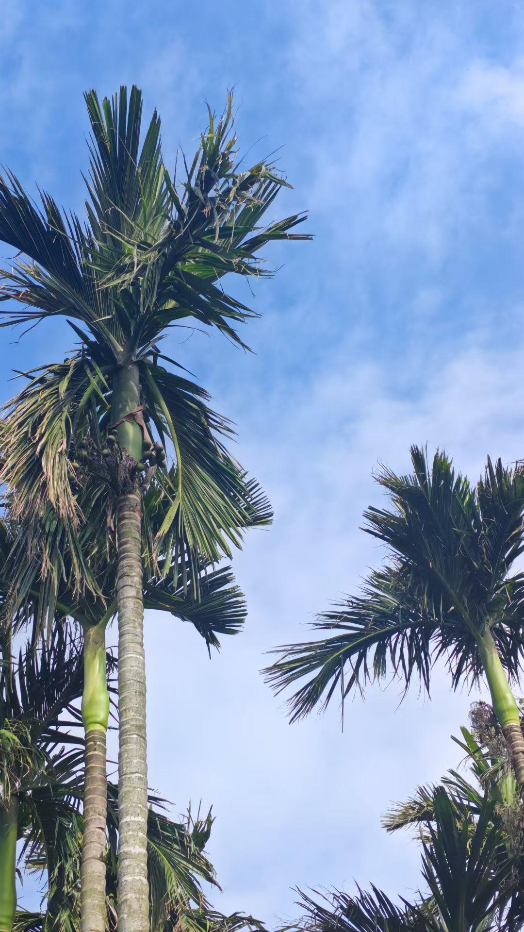 🌴椰风把蓝天裁成透明的绸，棕榈叶在风里写热带的诗，每一缕晃动都像夏天在低语。
