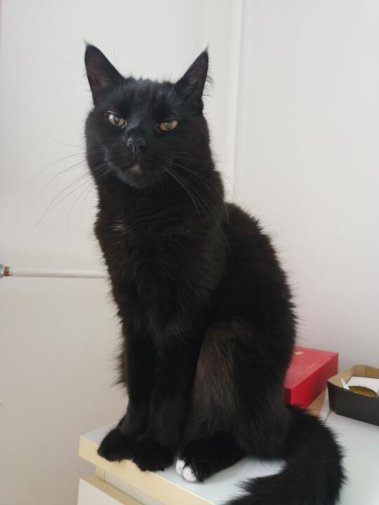 白脚趾小猫在线寻同款