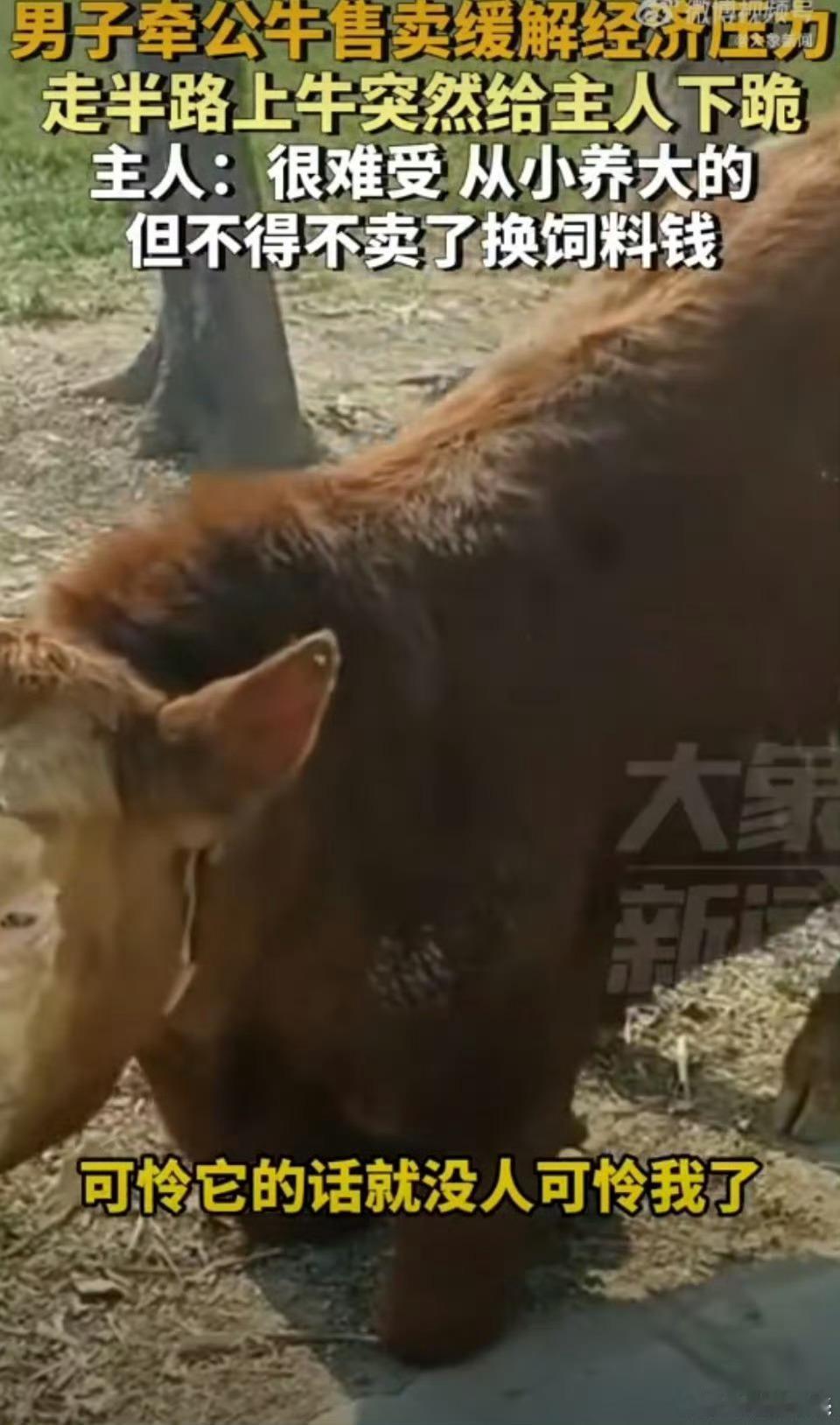 男子卖牛路上牛突然给主人下跪  哪怕牛要下跪，主人把牛卖了甚至卖牛肉，舆论场都会