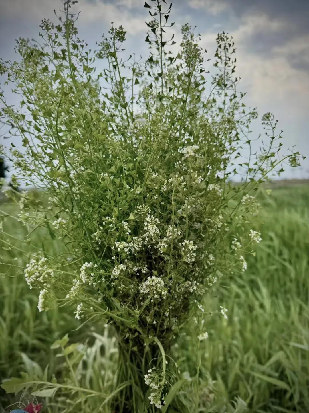 三月三荠菜花煮蛋，是一种习俗？或是真能治头疼？