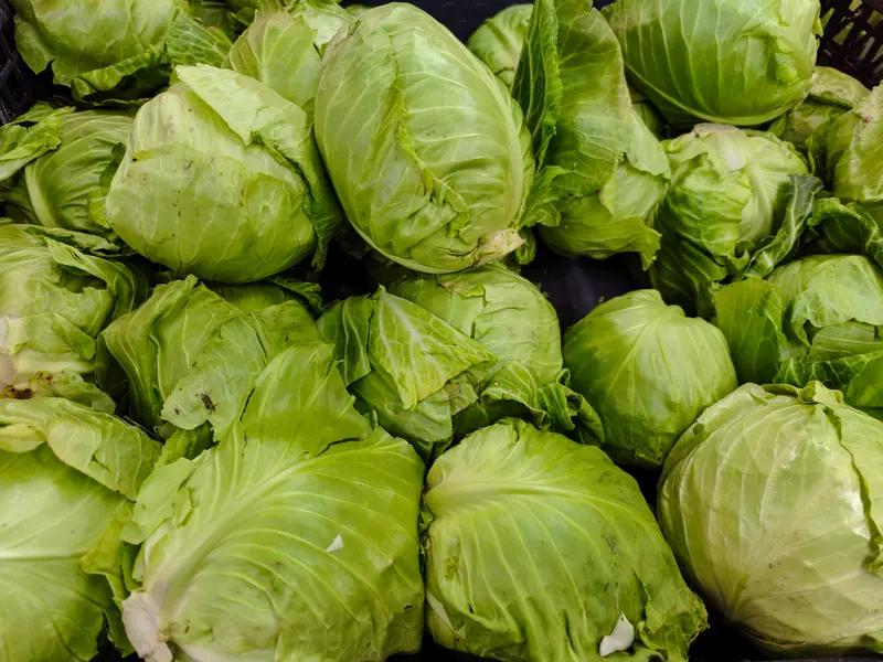 50岁大姐种了30亩包菜，按编织袋来卖，一袋8元可收获约17公斤，当事人称：每天