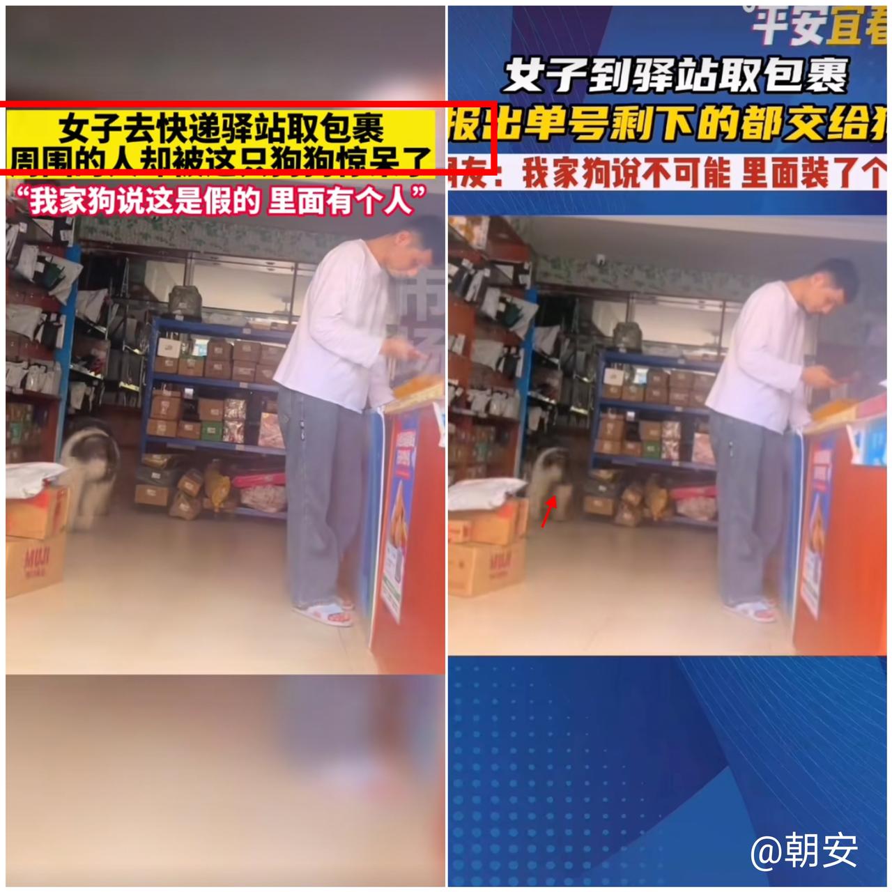 成精了！

女子去驿站取快递，居然是一只狗狗接待，报完
取件码后，狗狗自己找快递