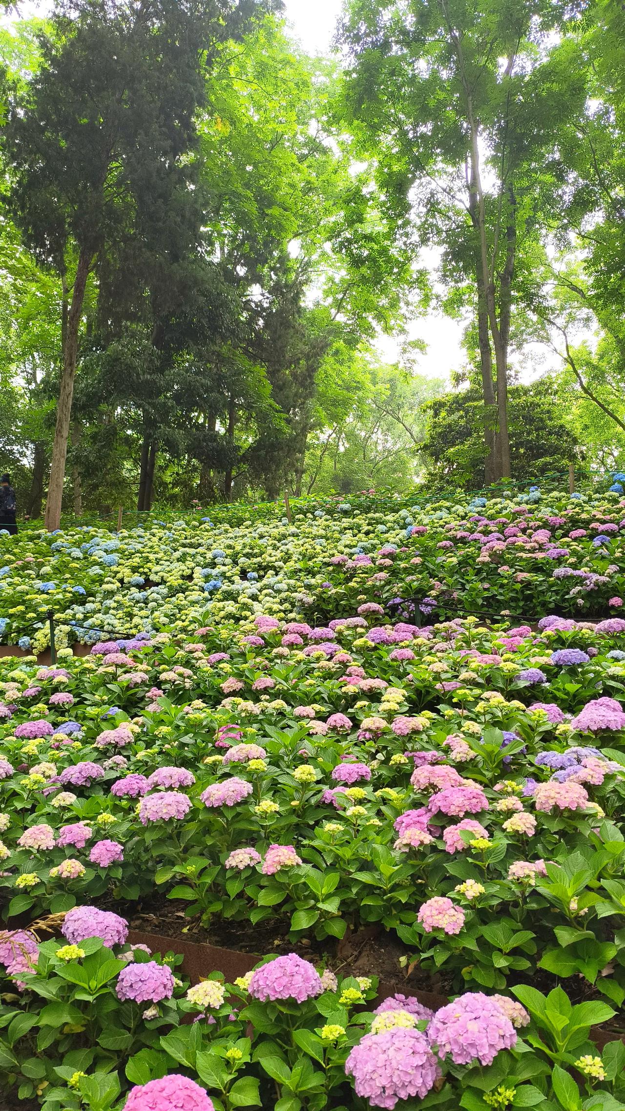 发一张你相册最近拍的花绣球花开了，中山植物园景区的绣球花也进入盛花期，淡蓝色花朵