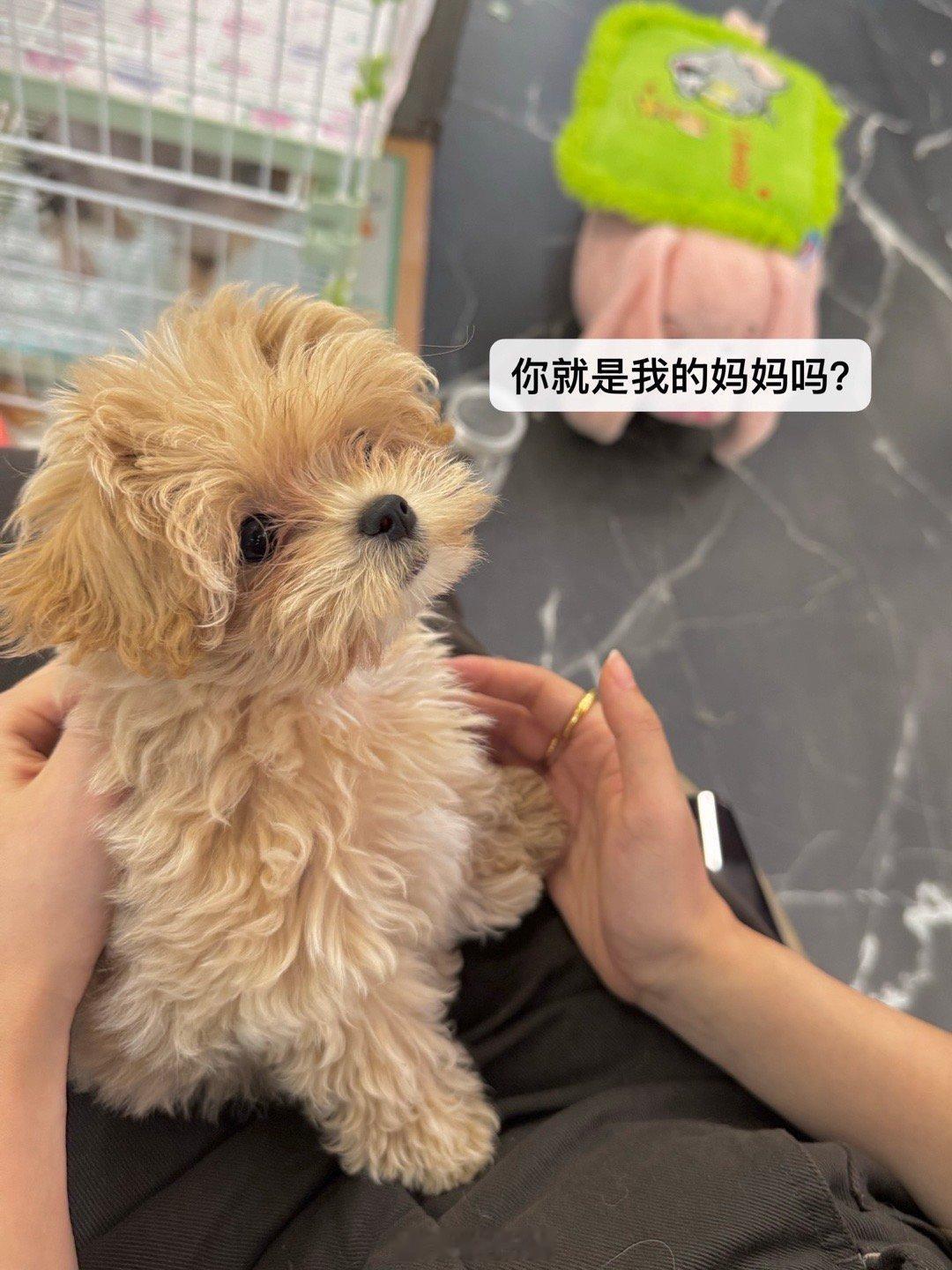 🐶：你就是我的妈妈吗？  ​​​
