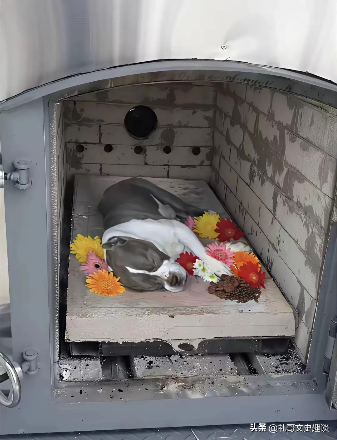 邻居家的🐶亖了，安排火化，一家人还哭了很伤心。有人这是浪费资源，有人说狗火化没