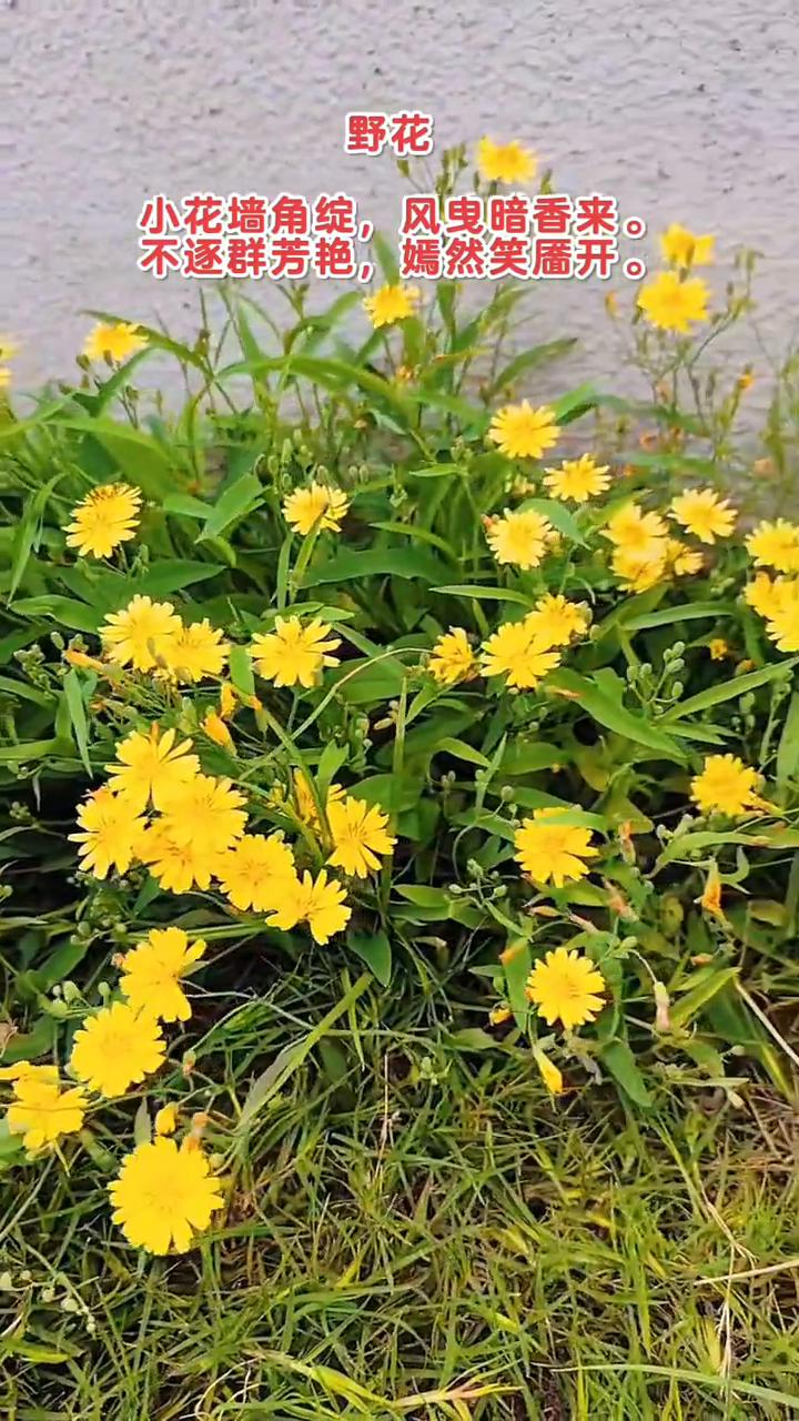 野花。
小花墙角绽，风曳暗香来。
不逐群芳艳，嫣然笑靥开。