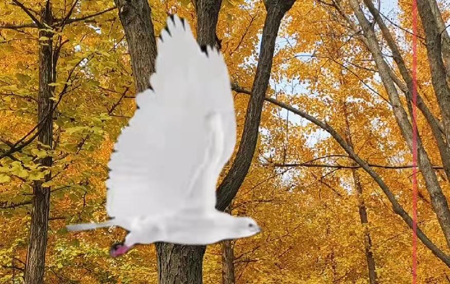 人活着，胜过鸟又不如鸟。
人，梦想的天地总是比鸟的美妙，但人实际的空间，又往往比