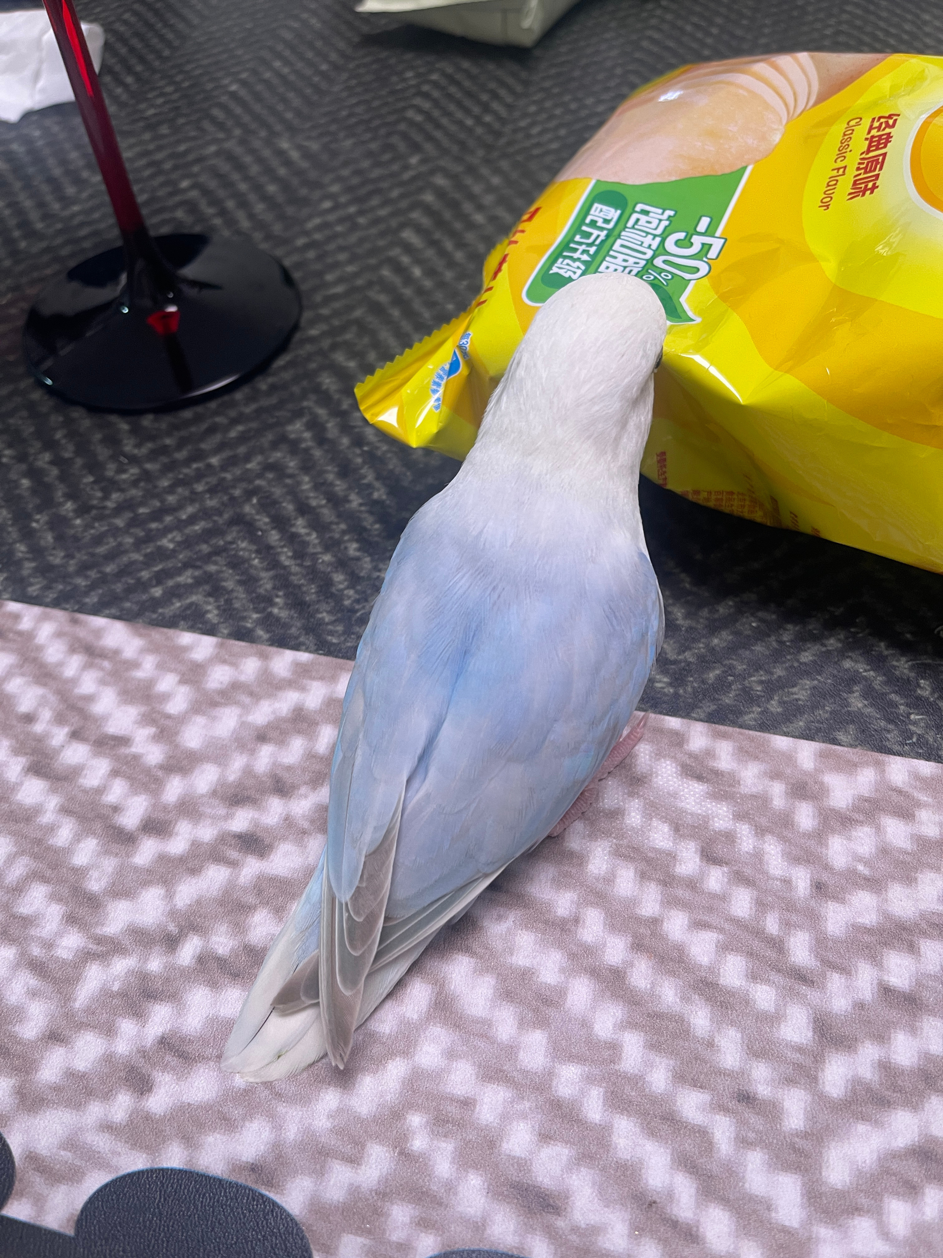 这只小馋🐥 看见别人吃什么 它就要过来
