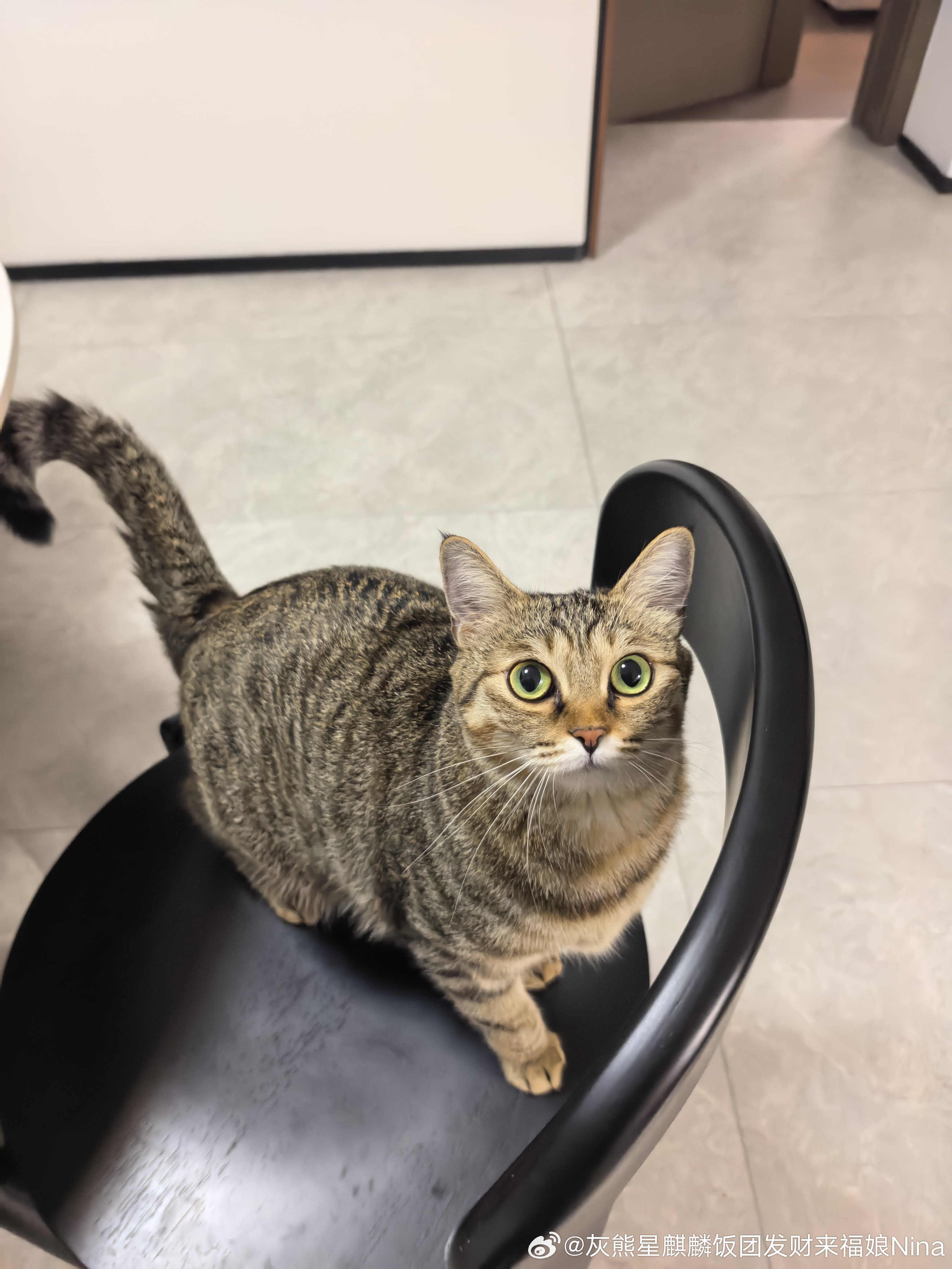 猫爸吃了多少年巨无霸就是不腻……我最爱试新品[哈哈][耶]晚餐 ​​​