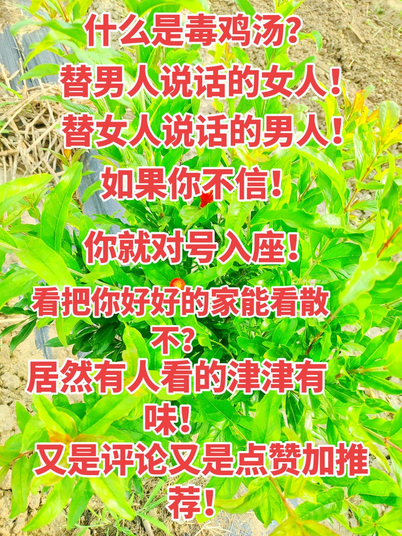 毒鸡汤 毒液2 毒鸡汤文案 毒蘑菇