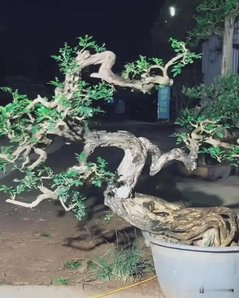 网购盆栽竟成“蛇窝”，盲人店主连遭惊魂，商家拒退款反让买药。
北京通州一位盲人推
