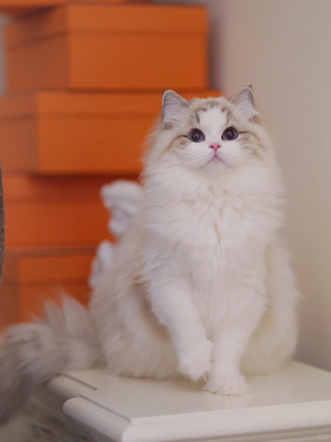 KERR布偶猫｜自留的大眼睛山猫妹妹❤️
