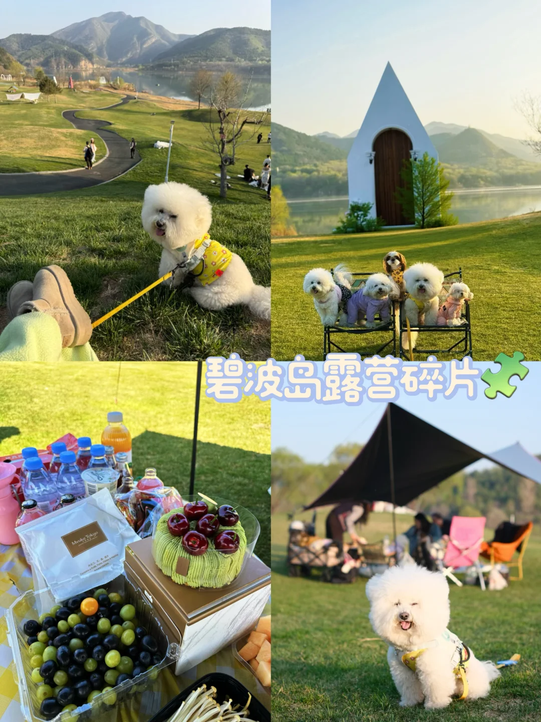 小狗们的春天🥳碧波岛露营碎片