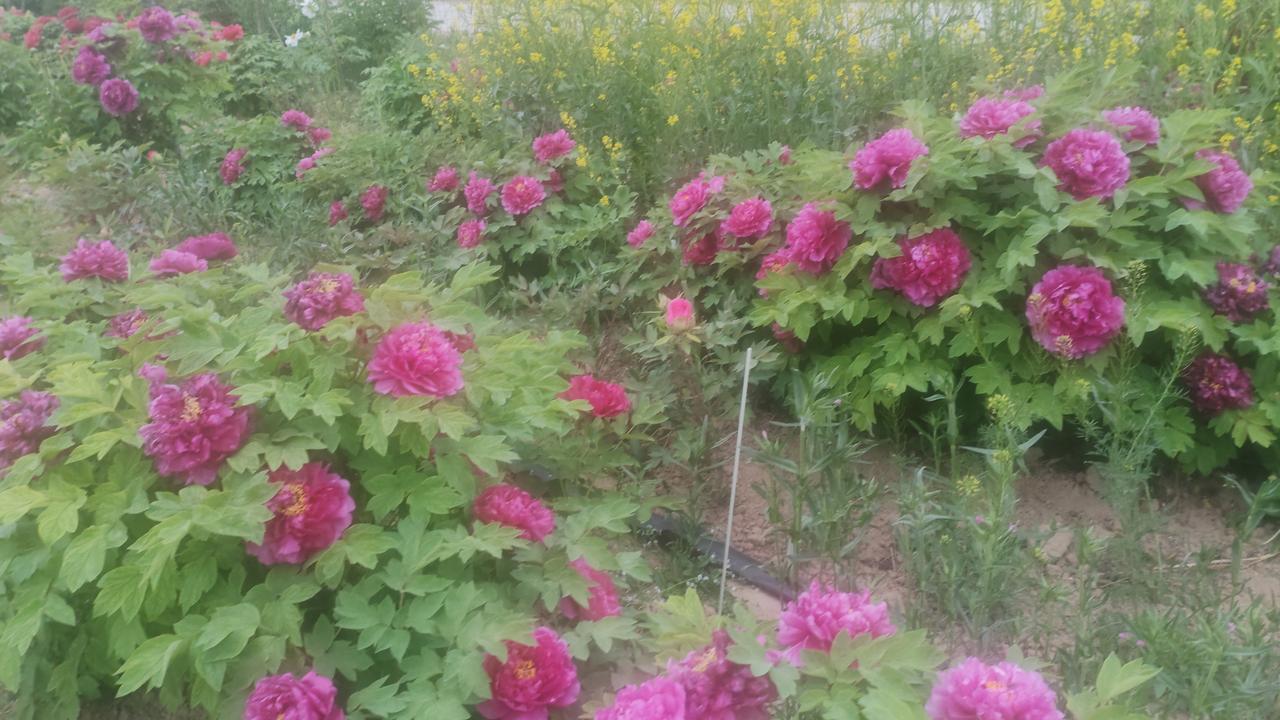 牡丹花照片分享春日的花田里，大片牡丹开得如火如荼。玫红、艳粉的花朵层层叠叠，雍容