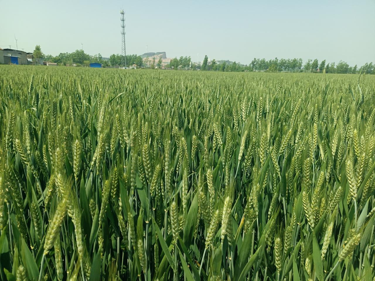 丰收在望！小麦出穗，春雨及时，农民期盼着…（图片来源：老山兰4月26日随手拍）