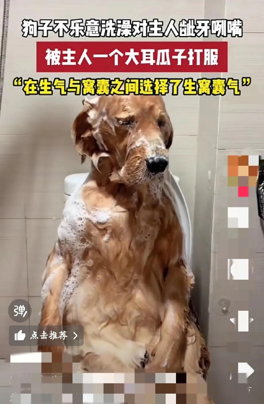 狗狗不愿意洗澡，在生气与窝囊之间选择了生窝囊[泪奔]