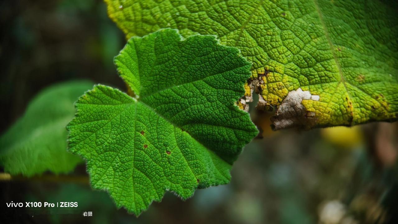美出高级感 拍出氛围感 手机拍摄