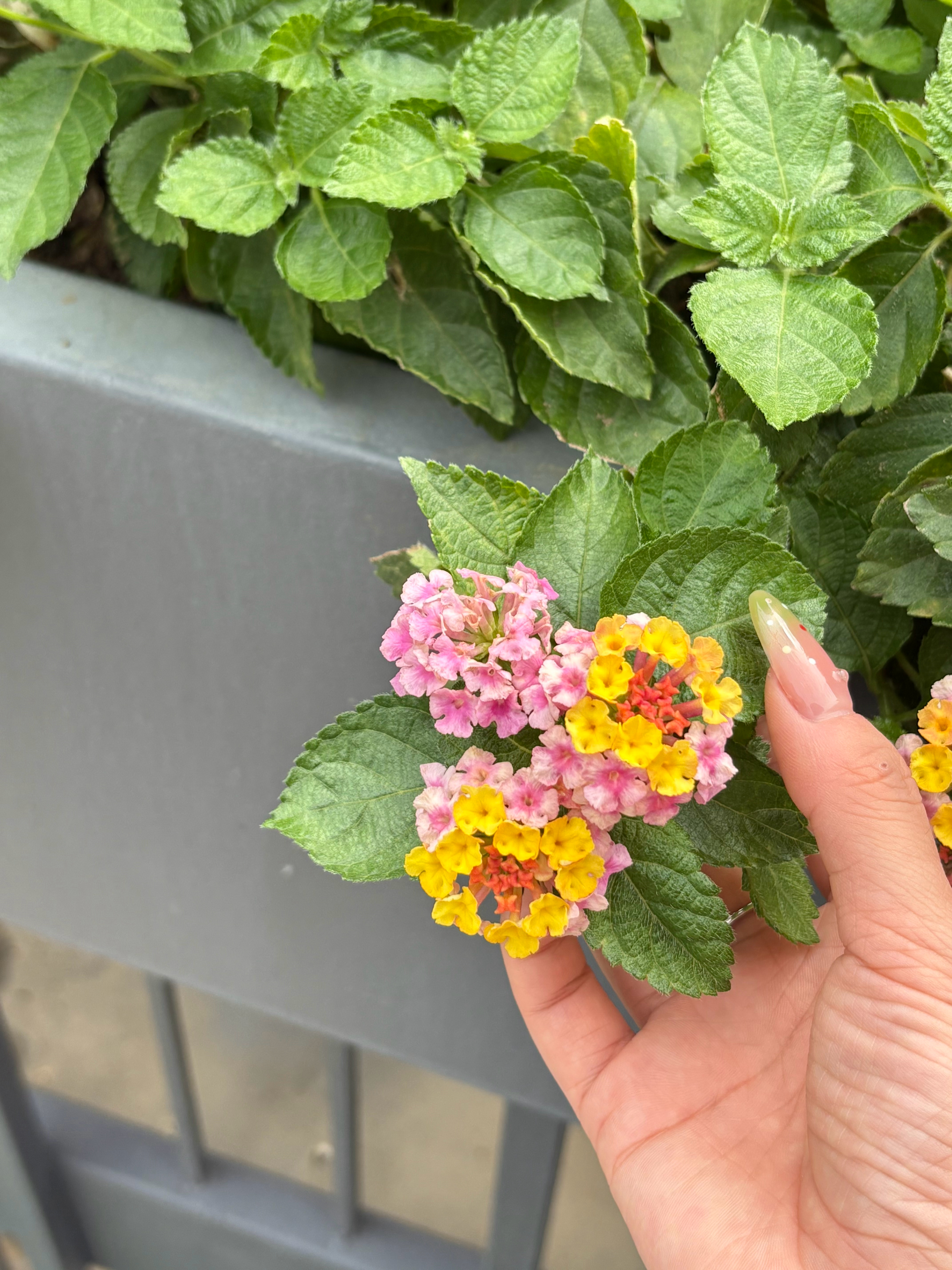 都是漂亮的花花～ 