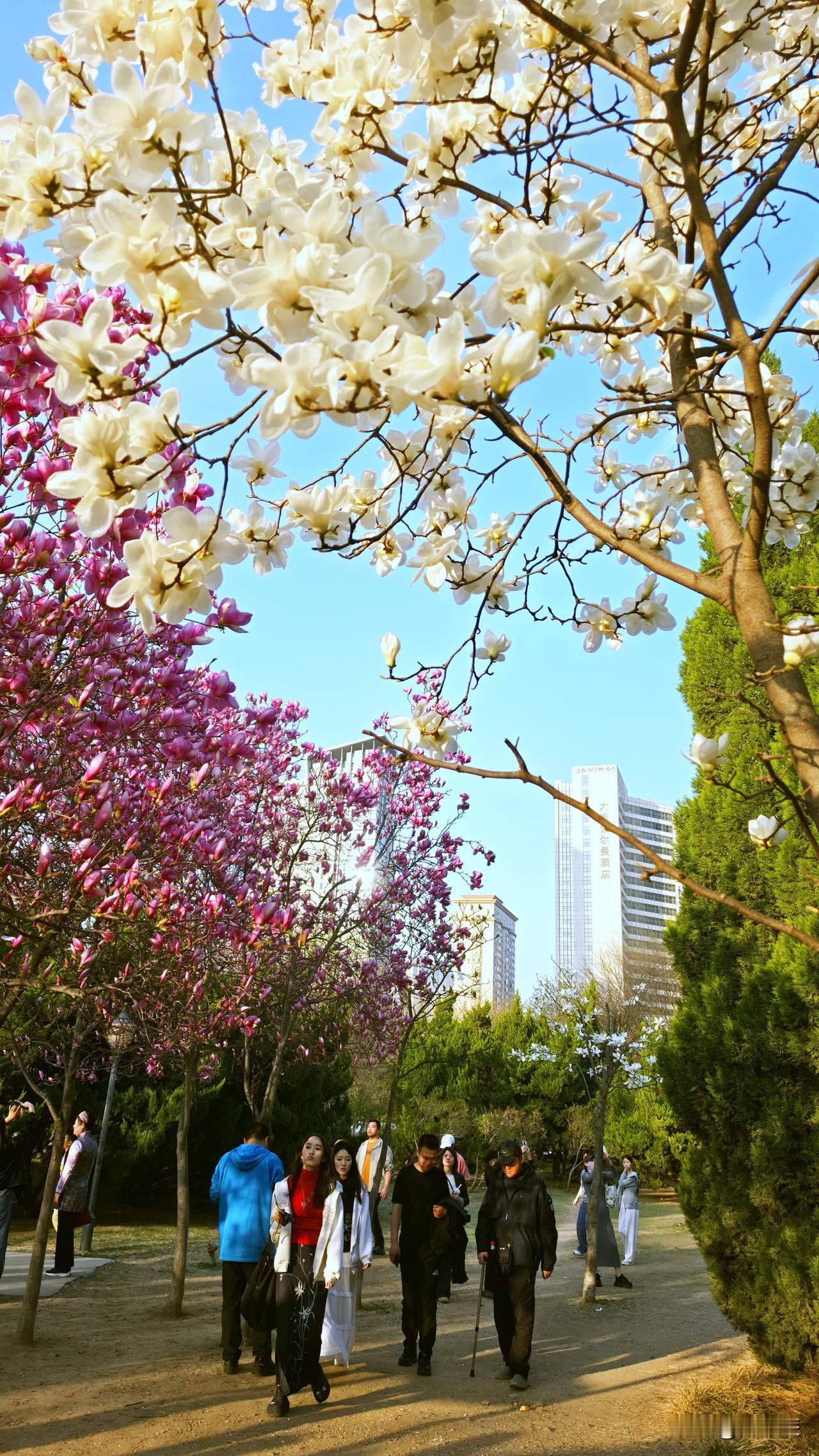 大连劳动公园鲜花满园