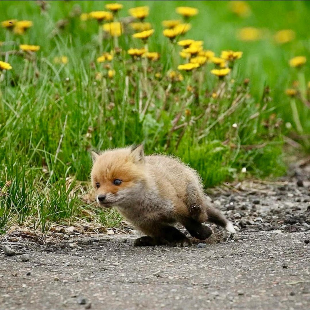 7815【🦊】漂亮小狐狸宝宝 