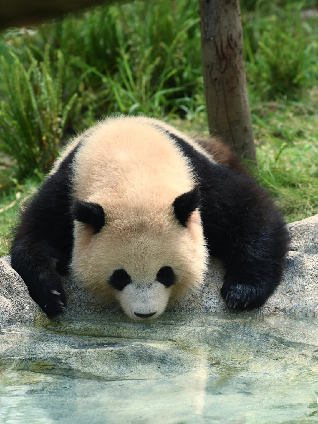 真的是绝世治愈小熊