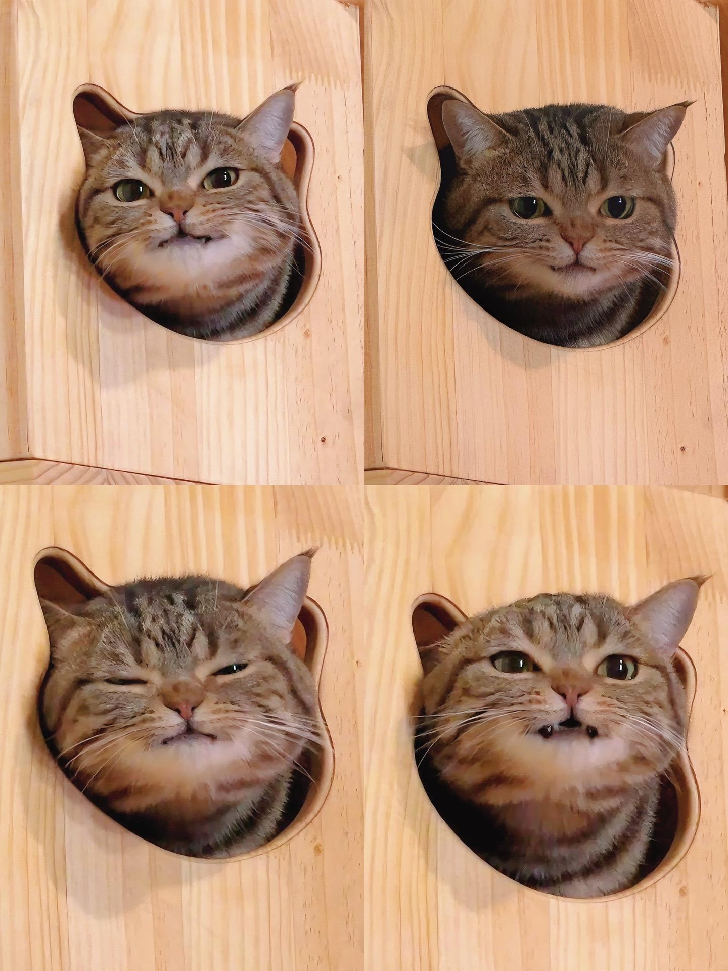 这么可爱的猫猫头一口一个！完美嵌入的猫猫头！！！