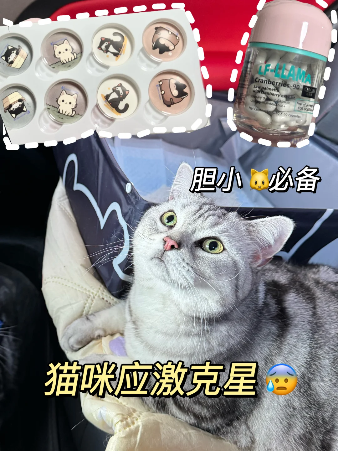 猫咪胆小防应激！这些东西一定要提早备好！！！