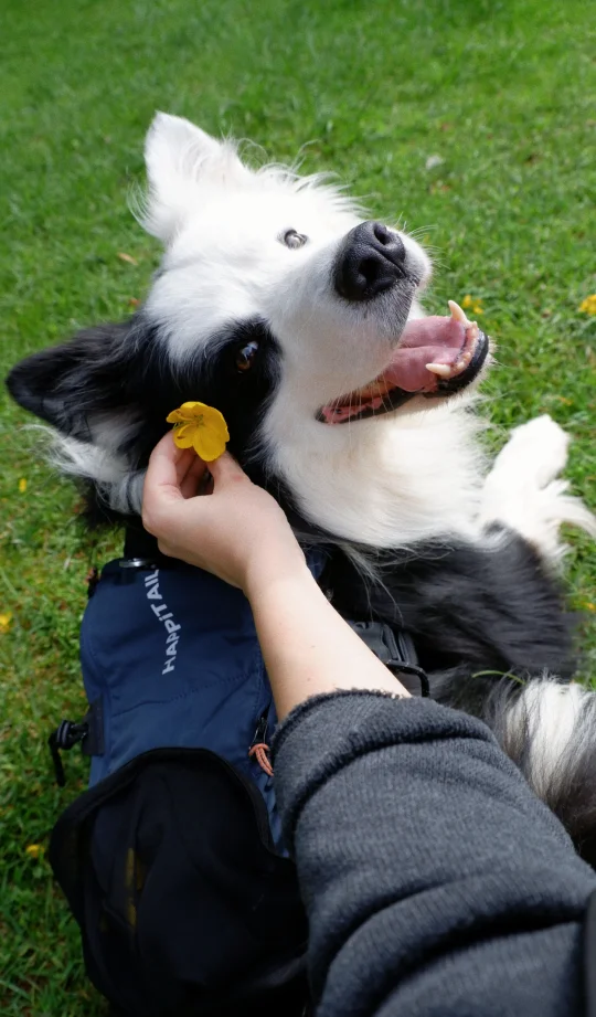 一组一看就知道这小狗很幸福的照片 😄