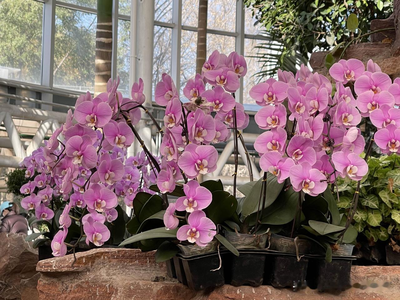 冬日游植物园，今天一家三口去植物园，距上次去得有快20年了，现在去依然能唤起很多