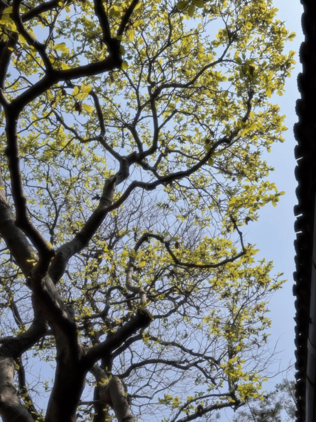 我也拍到了中式审美的巅峰 网师园‼️