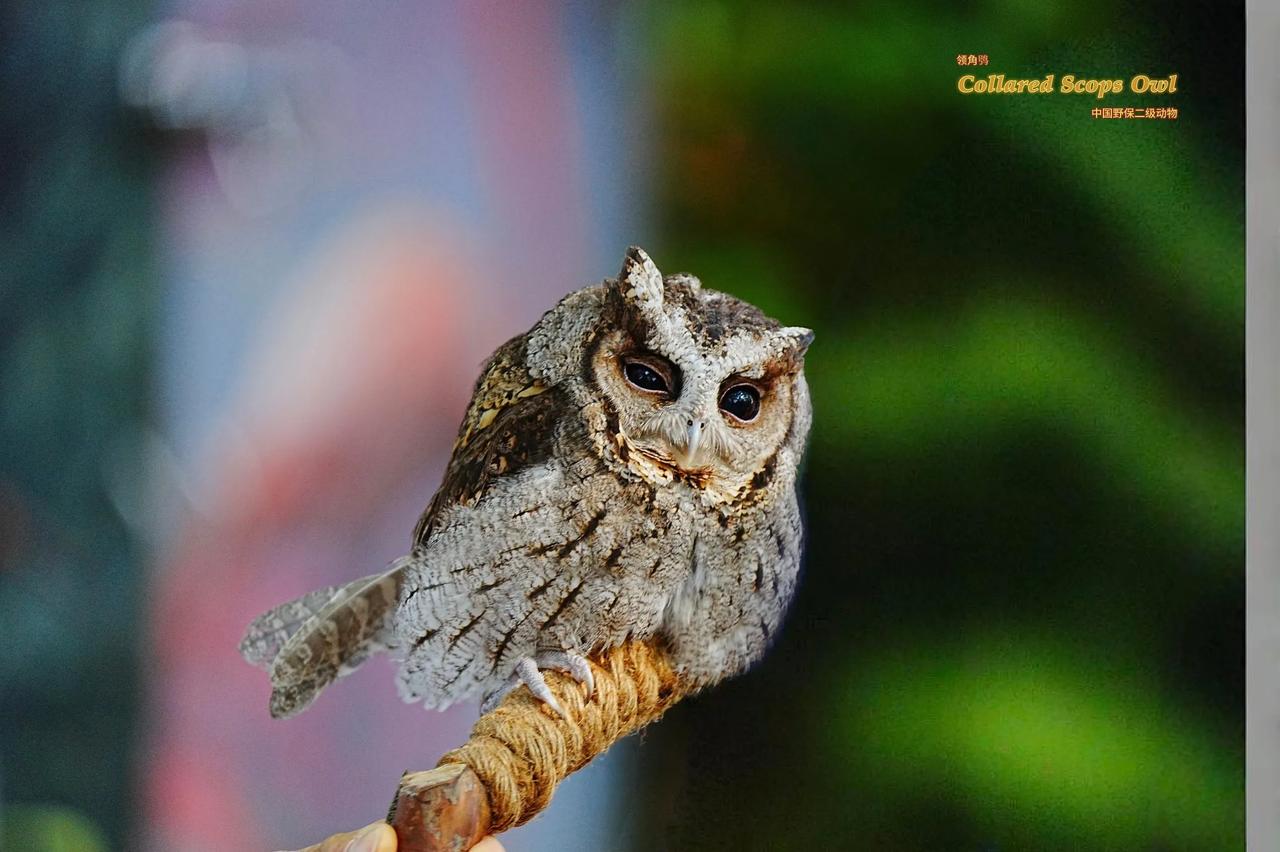 《萌鸮贺岁，新春祥瑞》
领角鸮
Collared Scops Owl
中国野保二