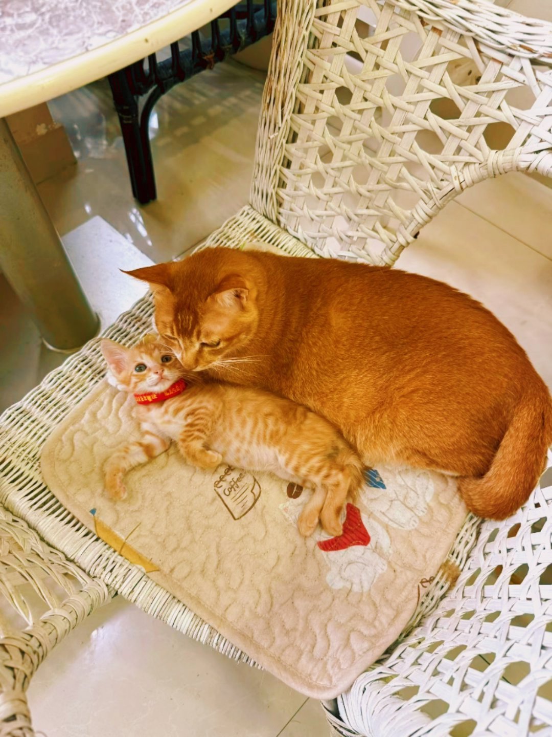 阿胖的命运仿佛是：带好每一个崽。猫咪流浪猫
