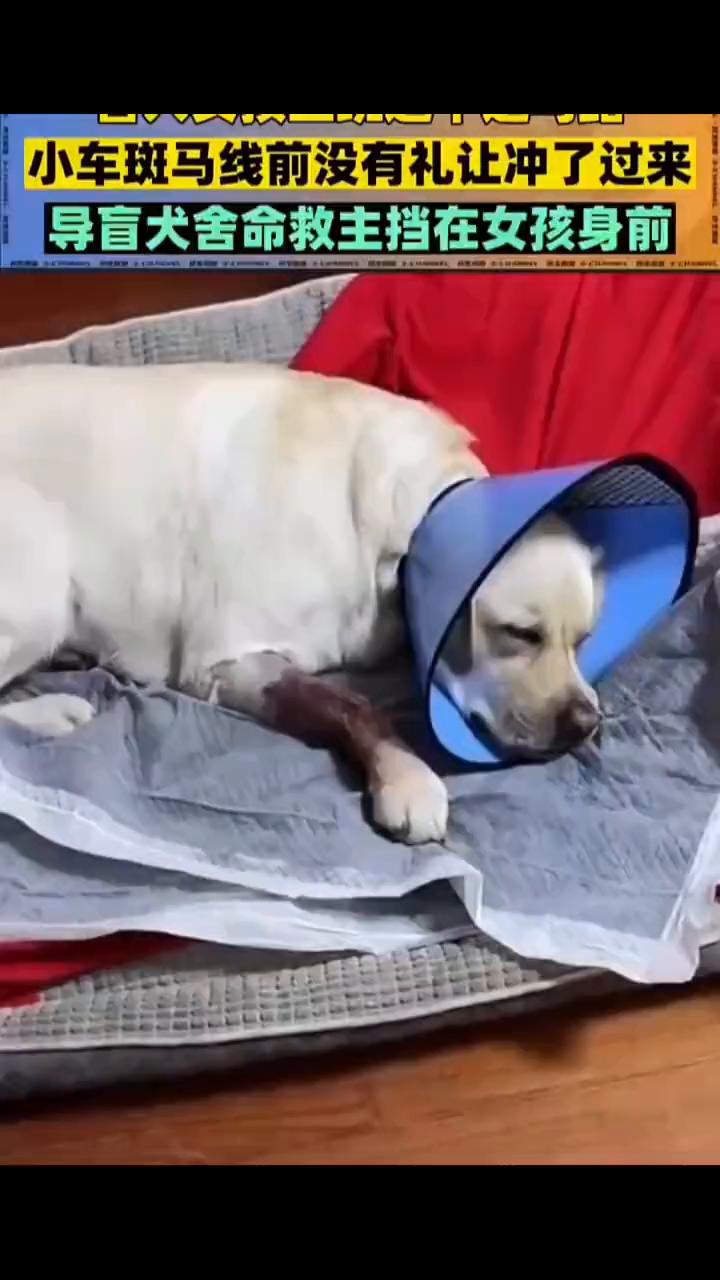 小车斑马线前没有礼让冲了过来，导盲犬舍命救主挡在女孩身前。
盲人女孩上班途中过马