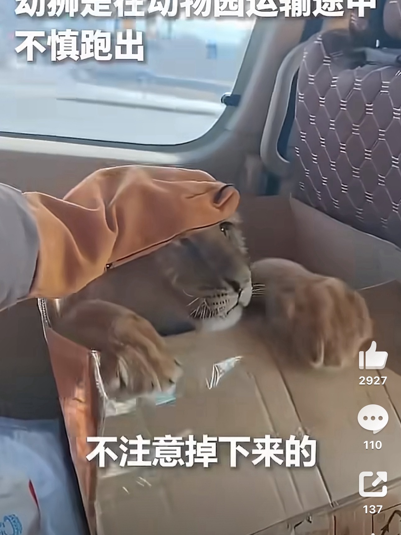 福大命大的小🦁 以后🈶肉吃啦