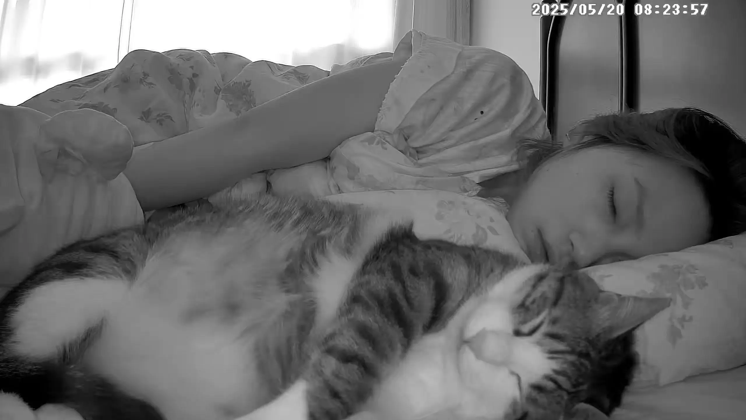 猫咪和主人会越来越像好像是真的！