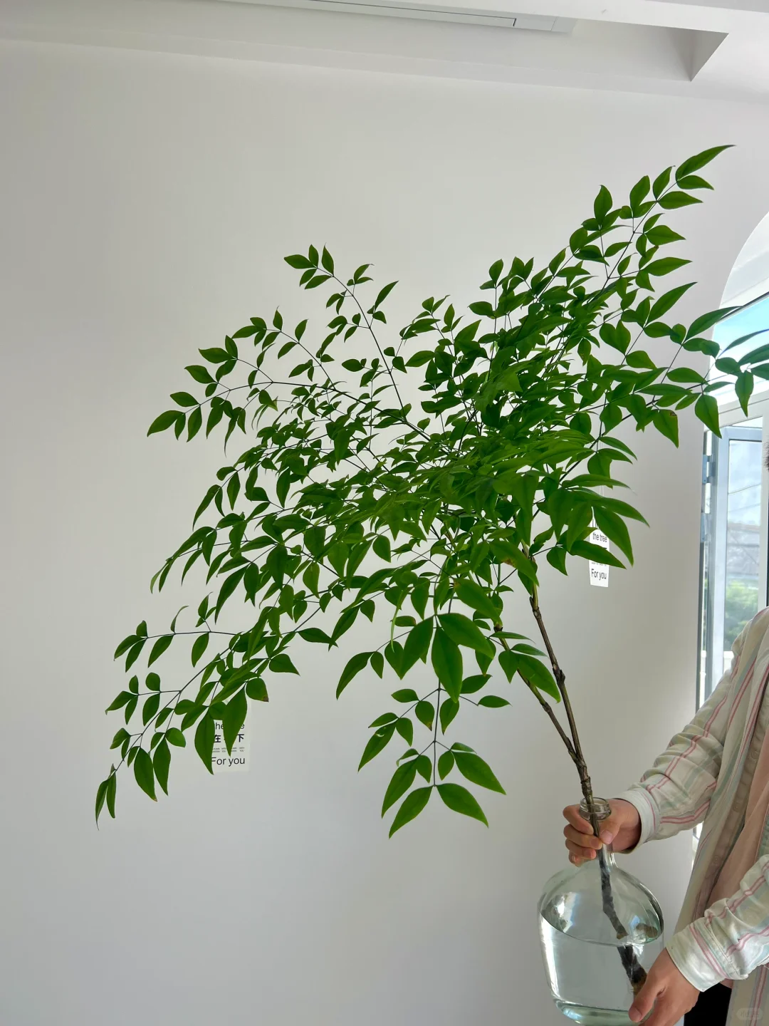 夏日室内小森林🌿南天竹