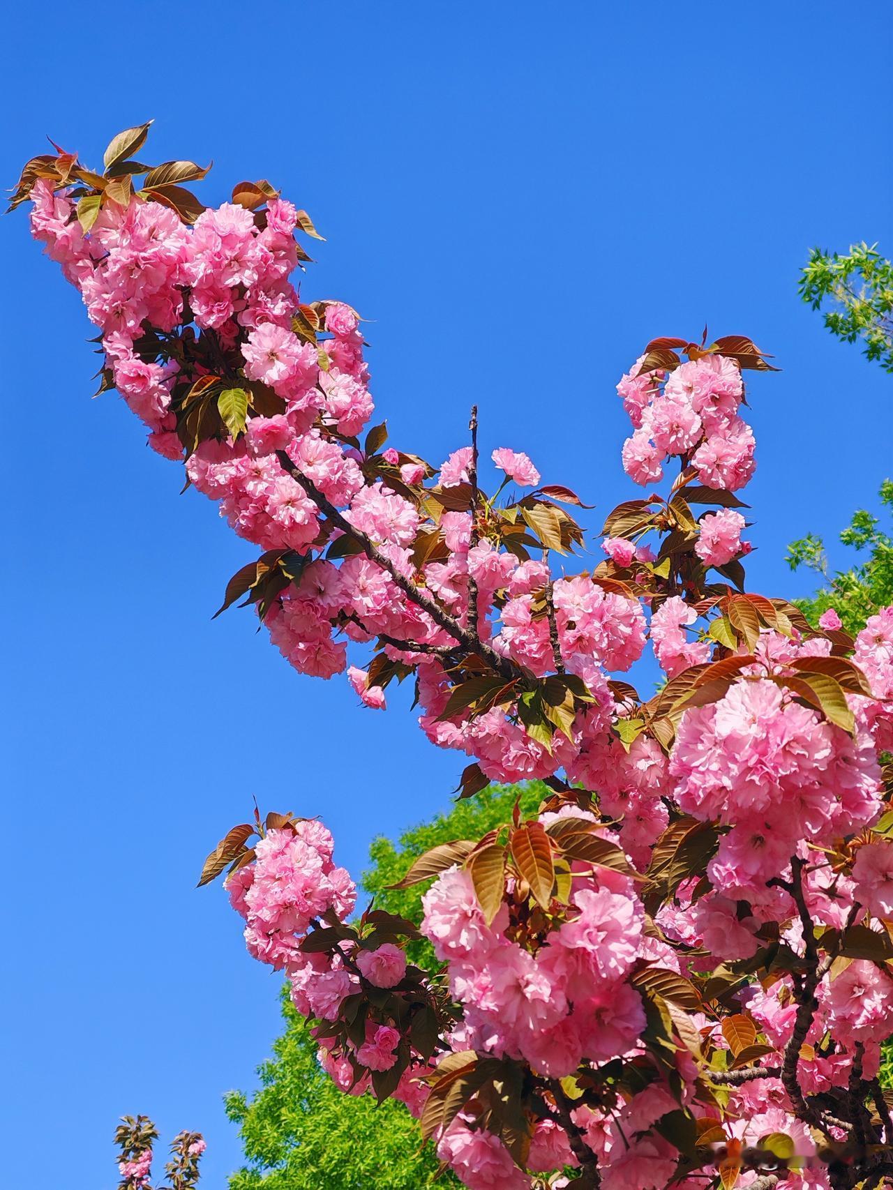 春风拂面花满枝，芳菲尽处见春归。