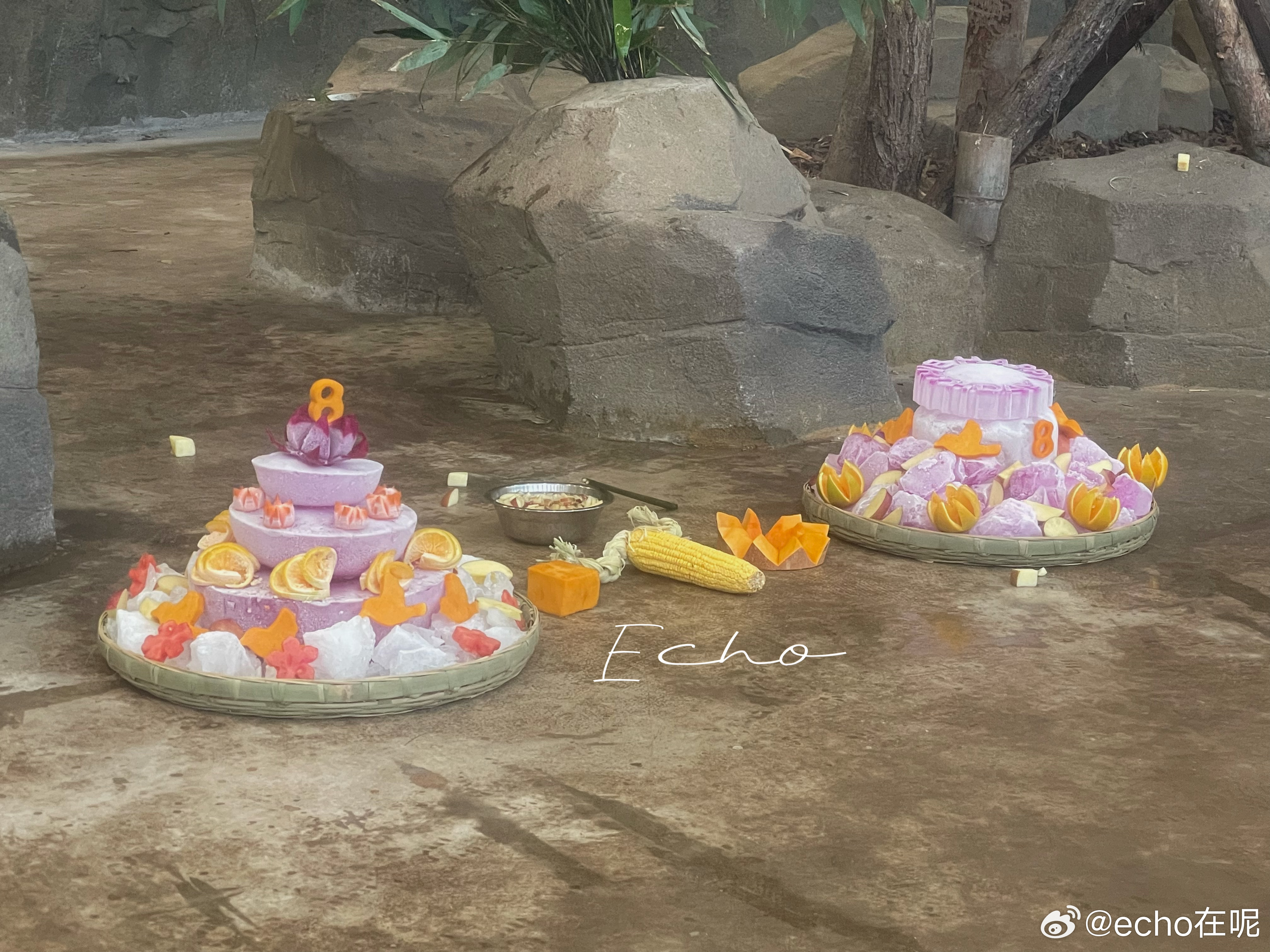 大熊猫润九  10.31啾啾的生日蛋糕。生日快乐🎊🎉🎂 成都·成都大熊猫繁