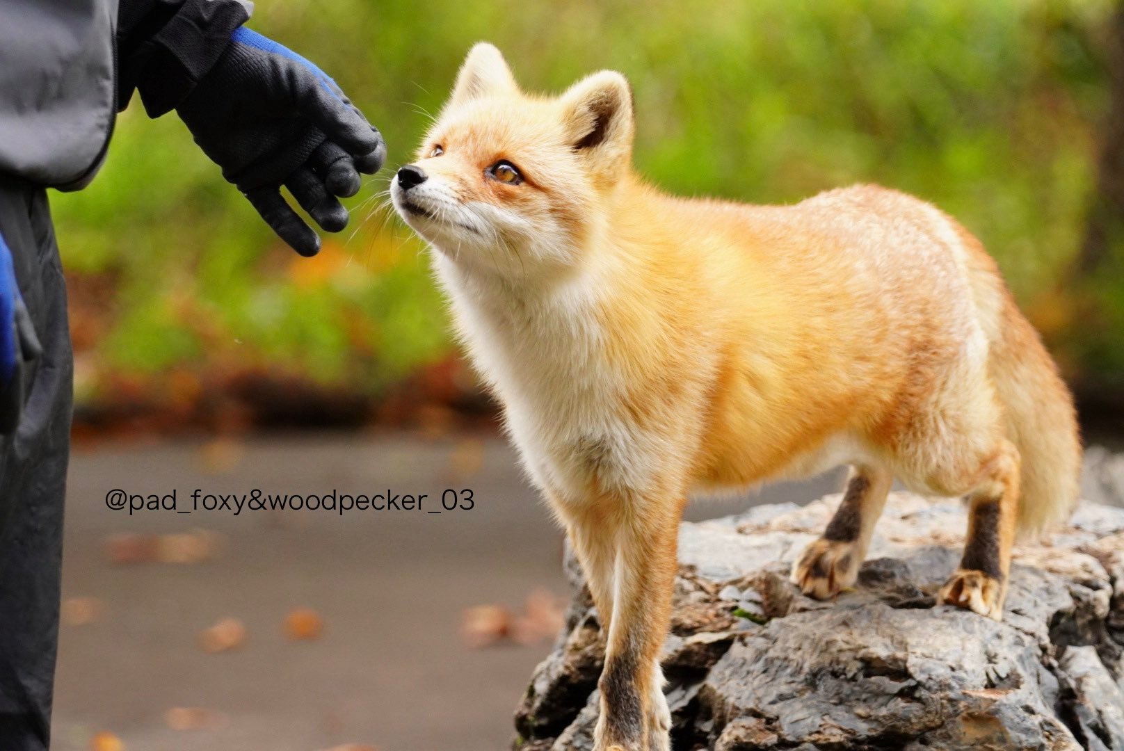 狐狸[超话] 非常婴儿肥脸©️pad_foxy ​​​