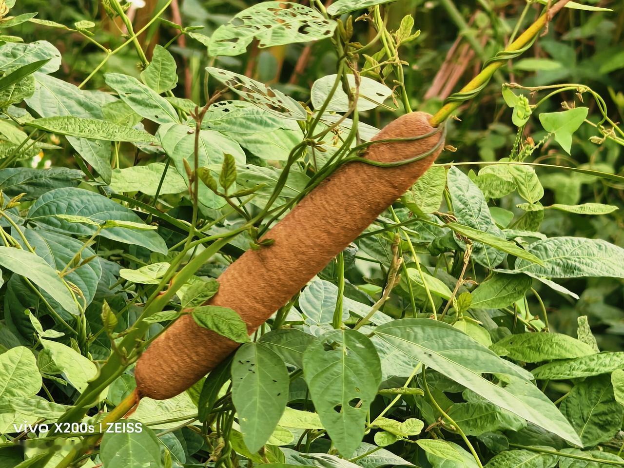 分享一张相册里随手拍下郊外的风景毛蜡：湿地里生长的药材。